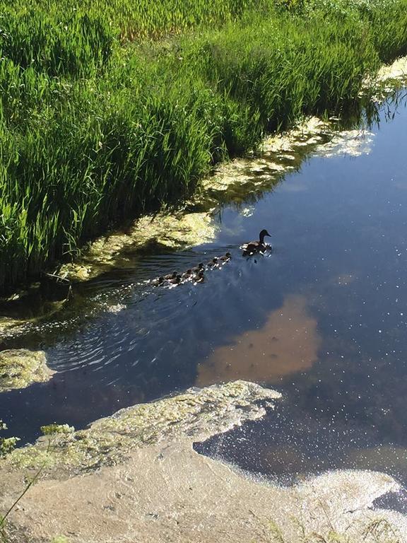 مبيت وإفطار Oude Bildtzijl 'T Laaisterplakky المظهر الخارجي الصورة